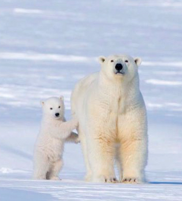 Mother polar bear with her cub