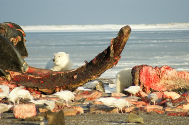 Polar bear eating on the beach