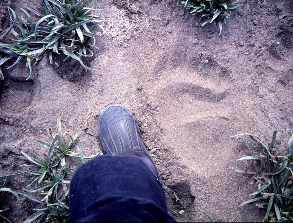 Shelley and bear paw print in Alaska