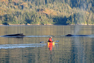 Shelley Gill kayaking near whales