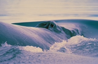 Whale Nostrils