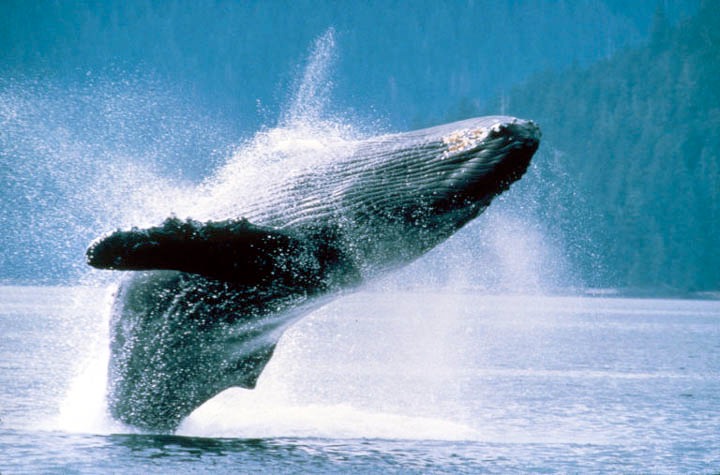 Breaching Whale